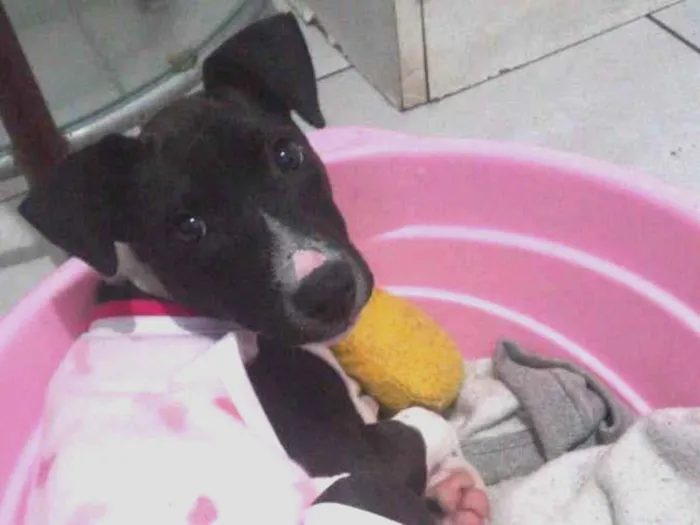 Cachorro ra a  idade 2 a 6 meses nome Brisa