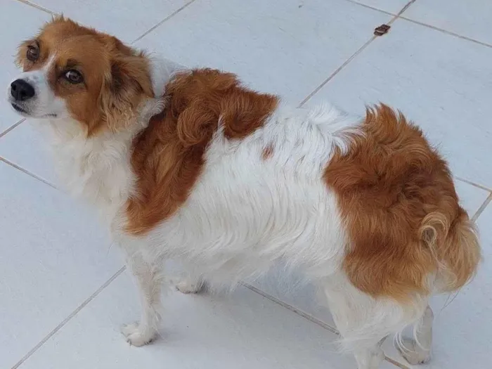 Cachorro ra a Vira idade 2 anos nome Lola