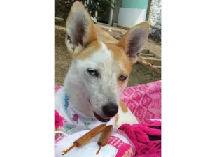 Cachorro raça  idade 4 anos nome Mimosa