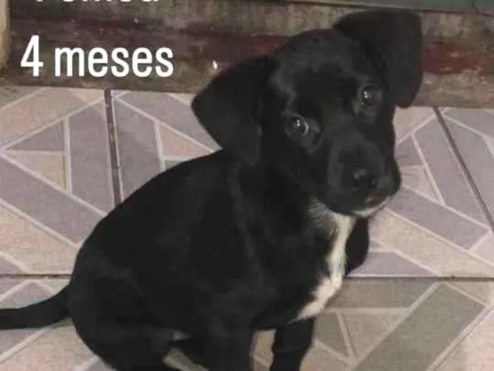 Cachorro ra a  idade 2 a 6 meses nome Aruna