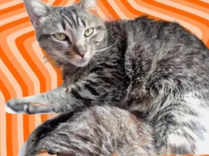 Gato raça Srd idade 1 ano nome Raja 