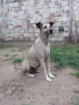 Pérola