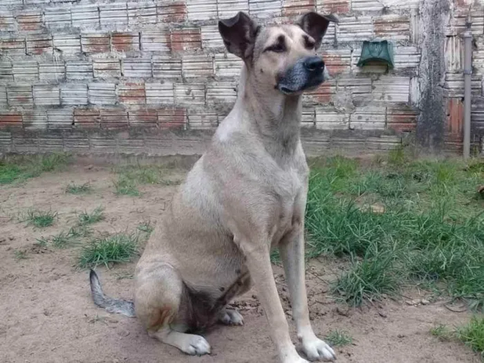 Cachorro raça SRD idade 5 anos nome Pérola 