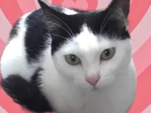 Gato raça Srd idade 1 ano nome Cherry Linda 