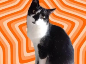 Gato raça Srd idade 1 ano nome Linguiça 