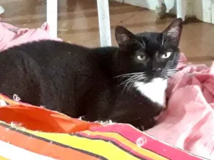Gato raça Srd idade 1 ano nome Ariane linda 