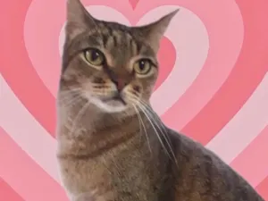 Gato raça Srd idade 1 ano nome Ruivinho 