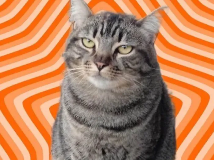 Gato raça Srd idade 1 ano nome Tom gorduchinho 