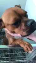 Boris o boxer