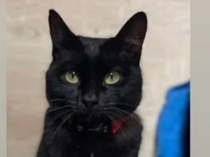 Gato raça SRD idade 1 ano nome Nero 
