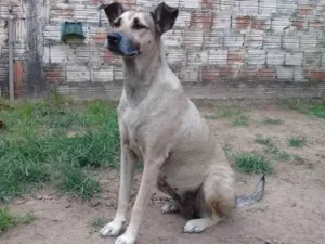 Cachorro raça SRD idade 5 anos nome Pérola 