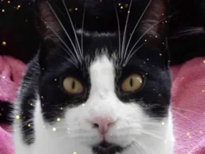 Gato raça Srd idade 1 ano nome Pitoco super Fofo 