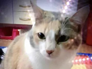 Gato raça Srd idade 1 ano nome Fumaça 