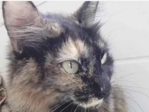 Gato raça Srd idade 1 ano nome Menina 