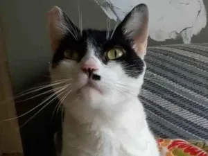 Gato raça Srd idade 2 anos nome Athena