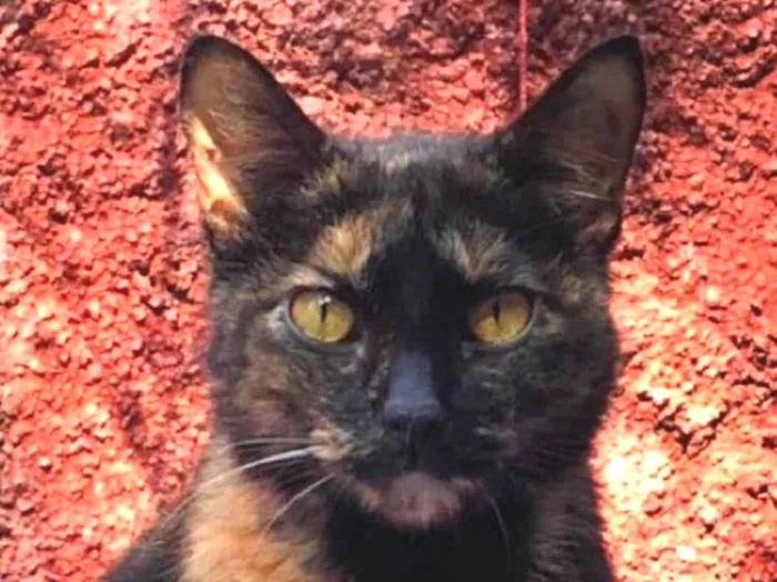 Gato raça SRD idade 7 a 11 meses nome Violeta