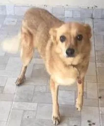 Cachorro ra a Vira lata idade  nome Gabriel 