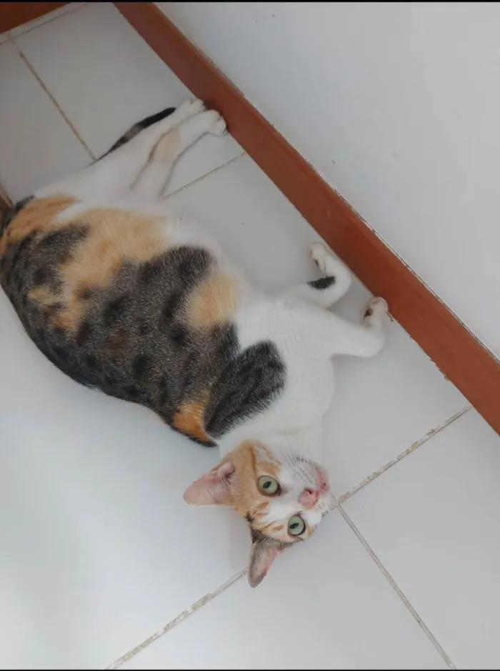 Gato raça Sem raça definida  idade 7 a 11 meses nome Alexa - CASTRADA 