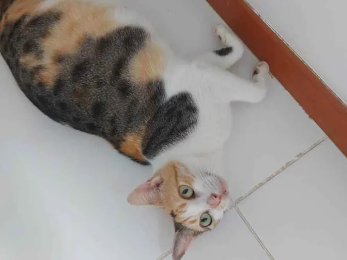 Gato raça Sem raça definida  idade 7 a 11 meses nome Alexa - CASTRADA 