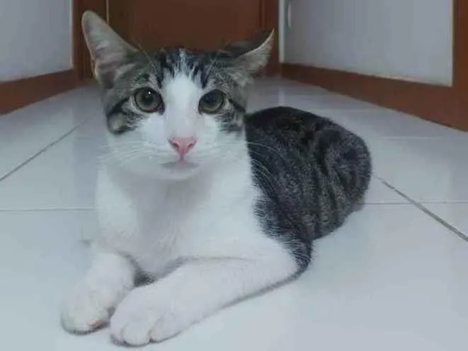 Gato raça Sem raça definida  idade 2 a 6 meses nome Molly - CASTRADO 