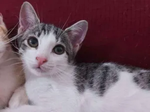 Gato raça Sem raça definida  idade 2 a 6 meses nome Milla - CASTRADA