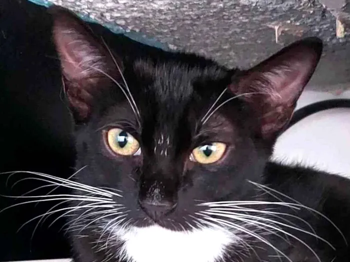 Gato raça Sem raça definida  idade 2 a 6 meses nome Meg - CASTRADA