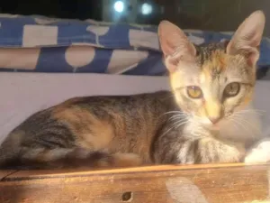 Gato raça SRD idade 2 a 6 meses nome Arusca