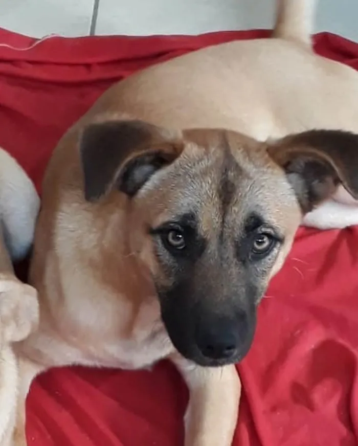 Cachorro ra a  idade 7 a 11 meses nome Não sei 