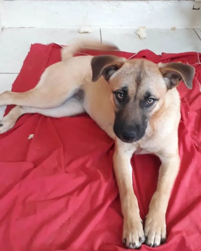 Cachorro ra a  idade 7 a 11 meses nome Não sei 