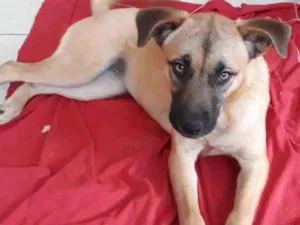 Cachorro raça  idade 7 a 11 meses nome Não sei 