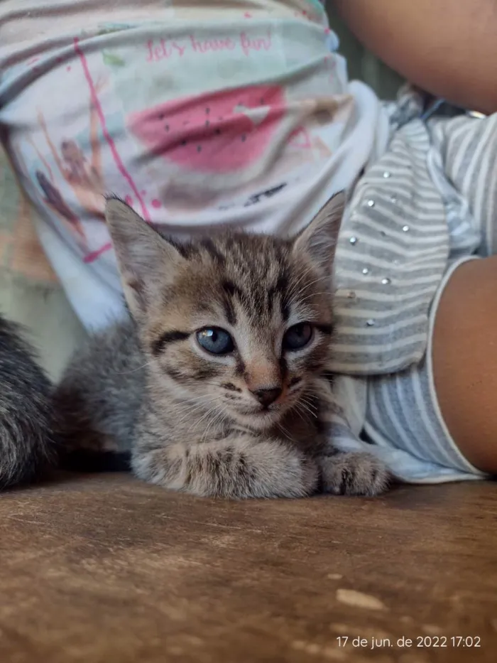 Gato ra a RND idade 2 a 6 meses nome Sem nome 