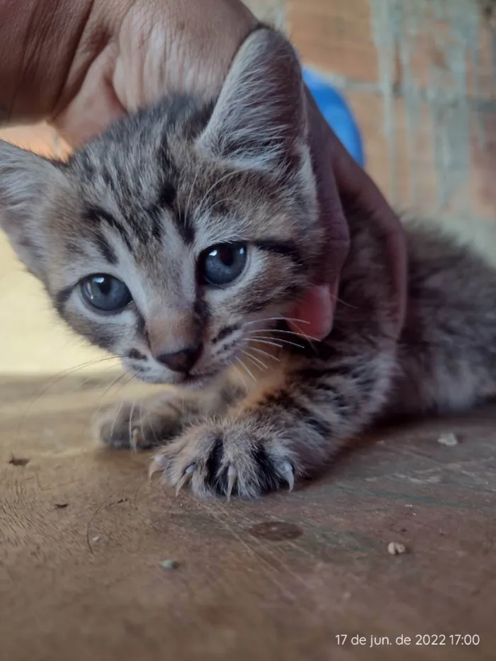 Gato ra a RND idade 2 a 6 meses nome Sem nome 