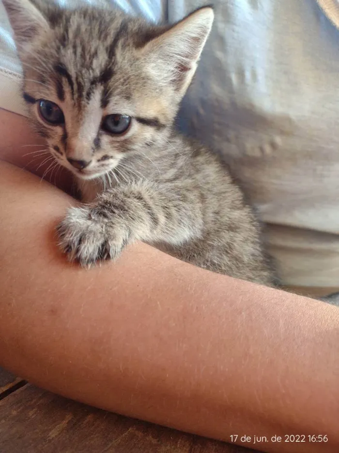 Gato ra a RND idade 2 a 6 meses nome Sem nome 