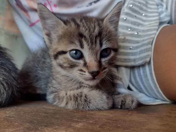 Gato ra a RND idade 2 a 6 meses nome Sem nome 