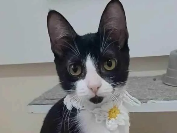 Gato raça Srd idade 2 a 6 meses nome Bethânia 