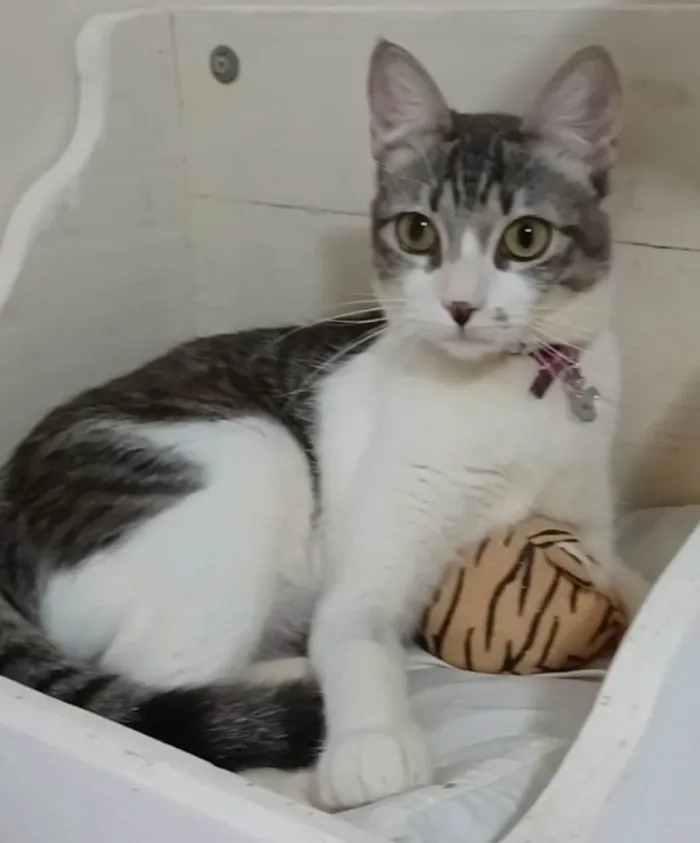 Gato ra a Srd idade 7 a 11 meses nome Baby