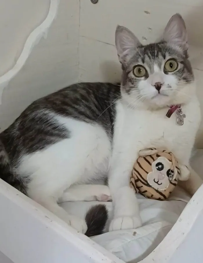 Gato ra a Srd idade 7 a 11 meses nome Baby