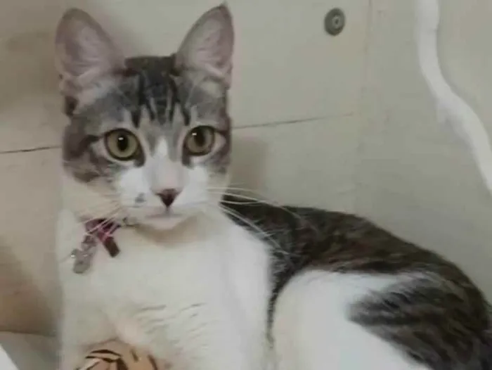 Gato ra a Srd idade 7 a 11 meses nome Baby