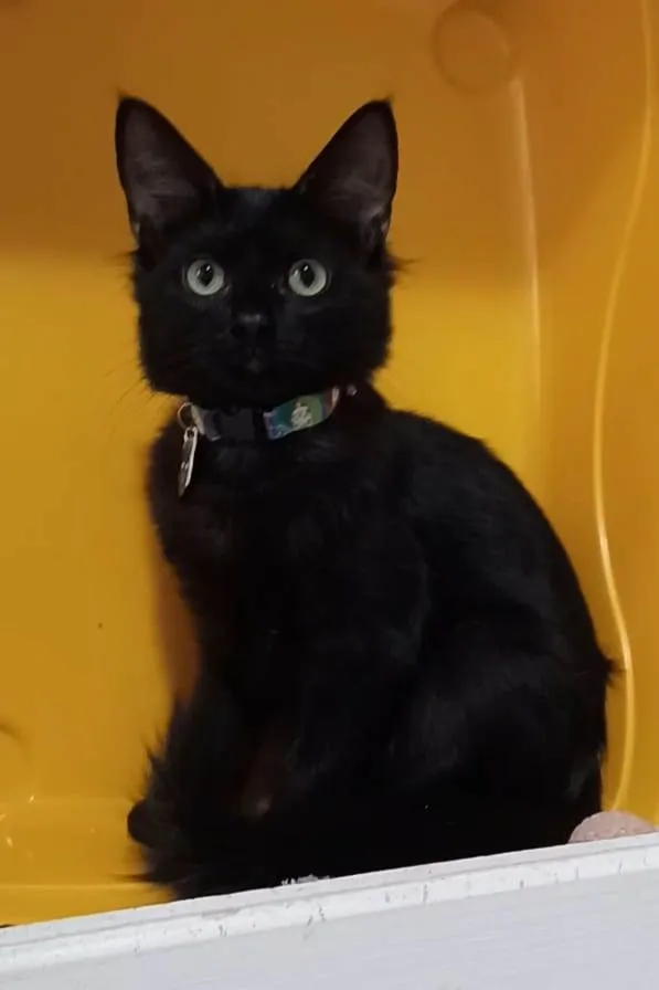 Gato ra a Srd idade 2 a 6 meses nome Pietra