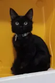 Pietra