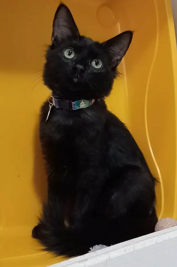 Gato ra a Srd idade 2 a 6 meses nome Pietra