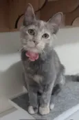 Mistica