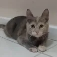 Mistica