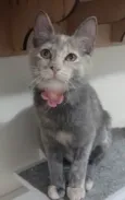 Mistica
