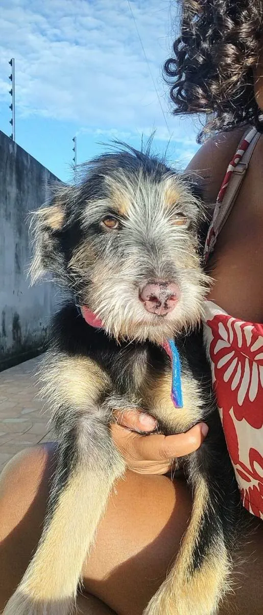 Cachorro ra a Vira-Lata idade 7 a 11 meses nome Gamora