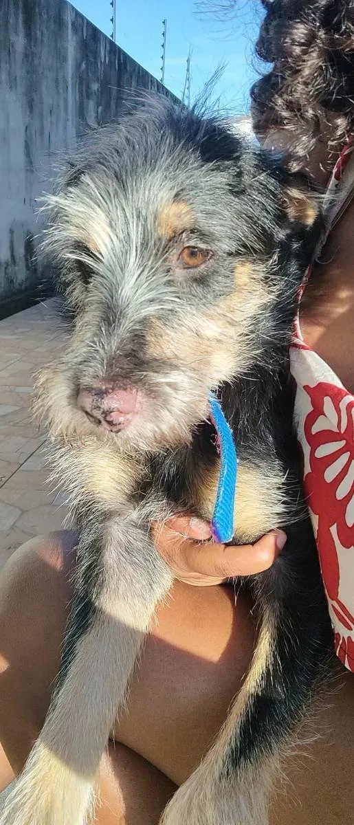 Cachorro ra a Vira-Lata idade 7 a 11 meses nome Gamora