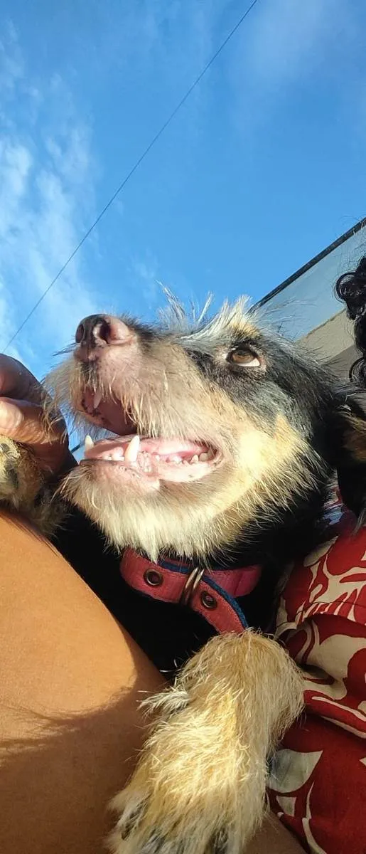 Cachorro ra a Vira-Lata idade 7 a 11 meses nome Gamora