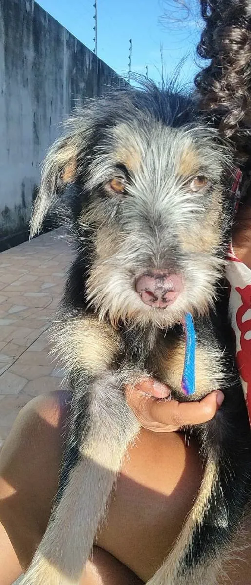 Cachorro ra a Vira-Lata idade 7 a 11 meses nome Gamora