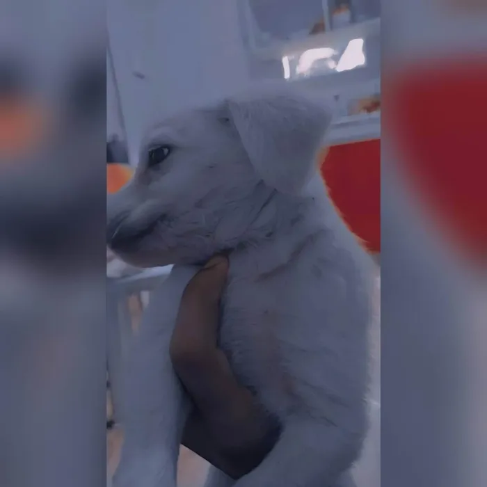 Cachorro ra a Labrador idade Abaixo de 2 meses nome Ainda estou sem nome