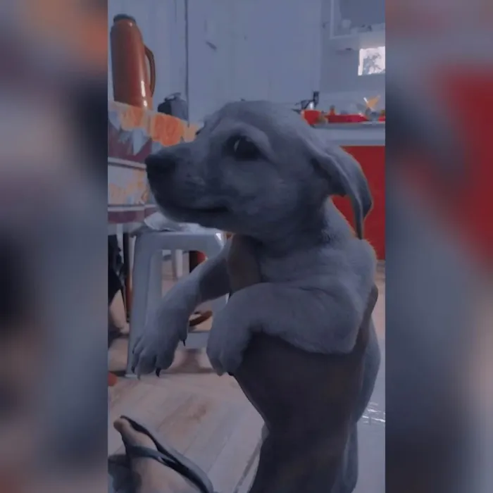 Cachorro ra a Labrador idade Abaixo de 2 meses nome Sem nome